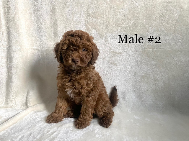 1 LEFT** Purebred Miniature Poodle Puppies !! in Dogs & Puppies for Rehoming in Vernon - Image 2