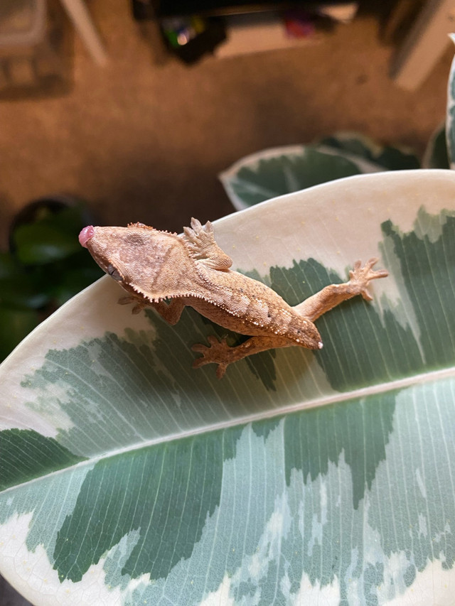 Baby Crested Geckos in Reptiles & Amphibians for Rehoming in Abbotsford - Image 4
