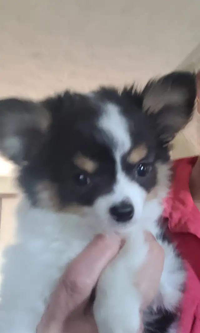 Long coat chihuahua puppies in Dogs & Puppies for Rehoming in Kitchener / Waterloo - Image 12