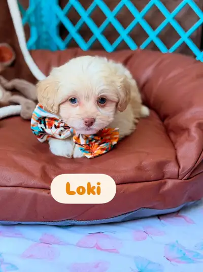 Mini Chiots Maltipoo - max 5 LBS adulte, View more