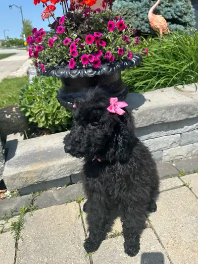 Meet our adorable Standard Poodle puppy! This charming pup is looking for a loving home. The puppy i...