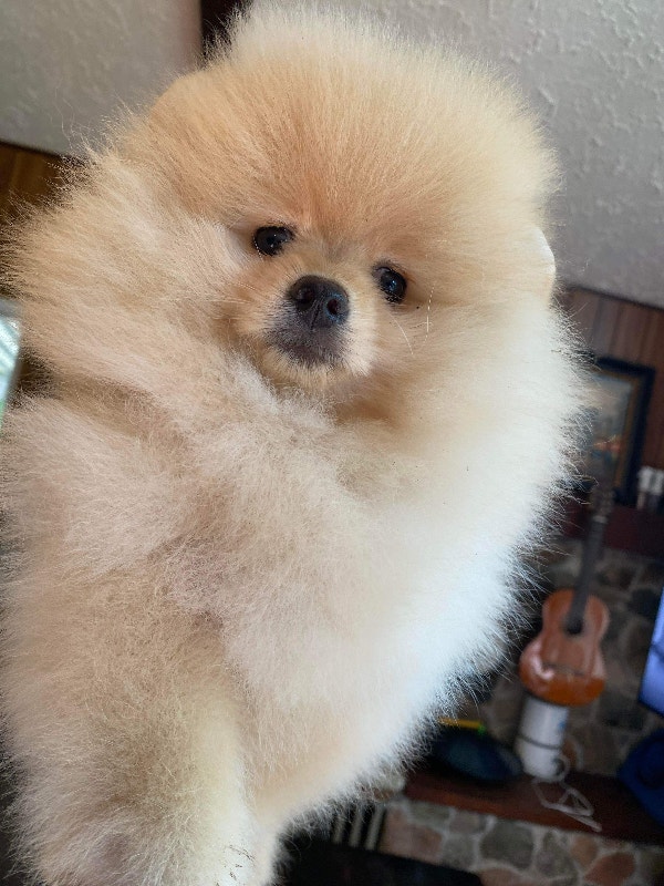 Pomeranian Cream Male Puppy Dogs & Puppies for Rehoming Brantford