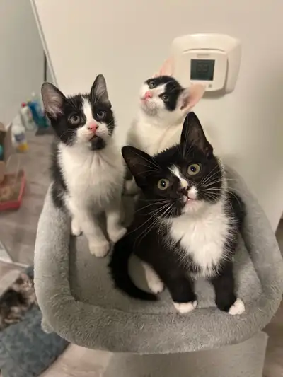 Kittens For Sale, View more