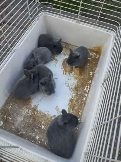 baby lionhead dwarf bunnies , View more