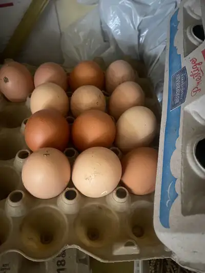 FRESH ORGANIC FARM PASTURE EGGS, View more