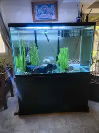 150 tall aquarium 
