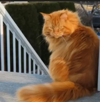Two Beautiful Adult Purebred Maine Coons Need Loving Homes, View more