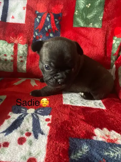 FRENCHTON’S, View more