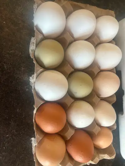 Fertilized chicken eggs, View more