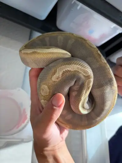 1.1 juvenile ball python ( trade / sell ), View more
