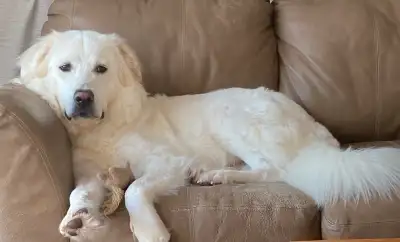 I have a 1 year old male Great Pyrenees available. He is house trained with going to the bathroom ou...