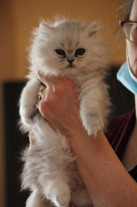 Dollface Persian Kittens Purebred Ready to go now