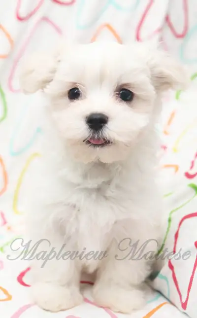 CKC Maltese Puppies Available, View more