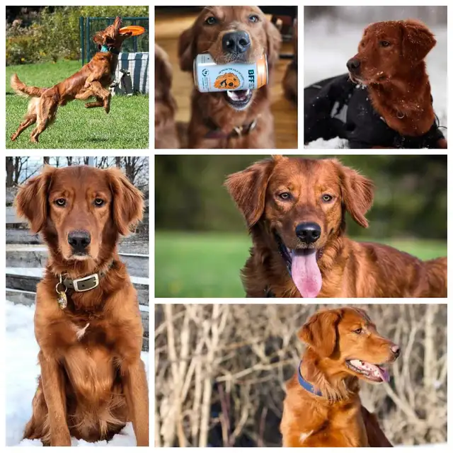 Female Golden Retriever in Dogs & Puppies for Rehoming in Mississauga / Peel Region - Image 7