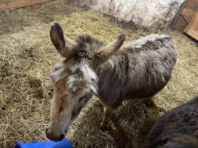 Mini donkey pair in Horses & Ponies for Rehoming in Owen Sound - Image 3