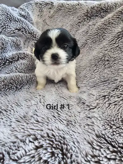 Shih-Tzu, View more