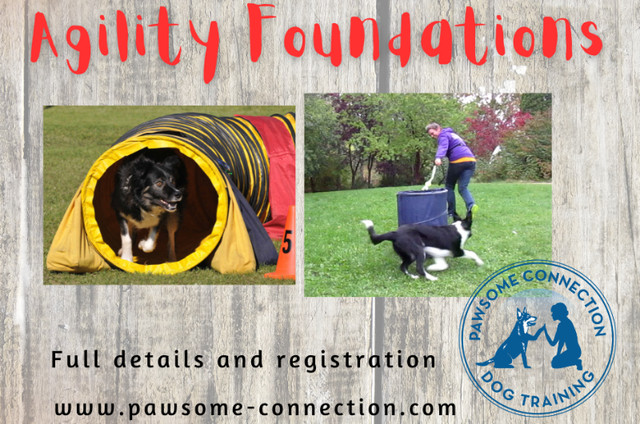 Dog Agility for Beginners in Animal & Pet Services in Edmonton - Image 2