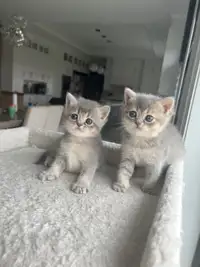 British Shorthair Kittens 