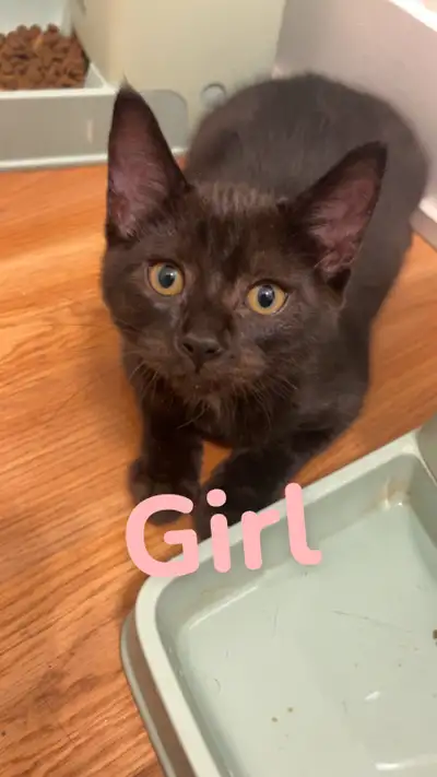 4 beautiful kittens ready for adoption and looking for their forever homes. 1 male and 3 females. Ve...