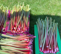 Taking Orders for Rhubarb (fresh or frozen)