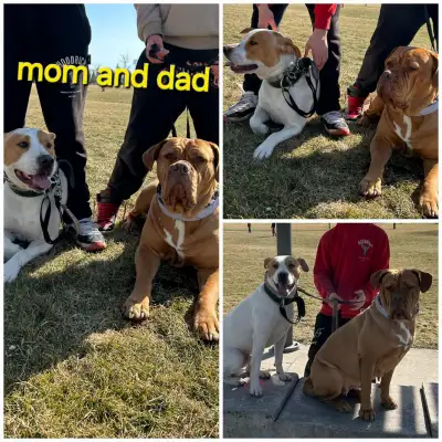 Beautiful mastiff cross puppies looking for their furrver family. This is the second litter to mom a...