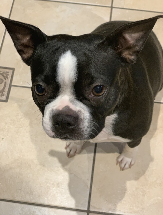 Boston Terrier Puppies One Female Left avail Dec 15th Dogs