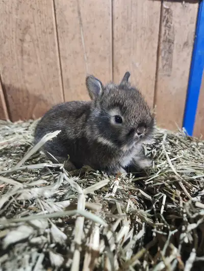 They are weaned and ready for their new home! Totally healthy Very nice markings and colors Call or...