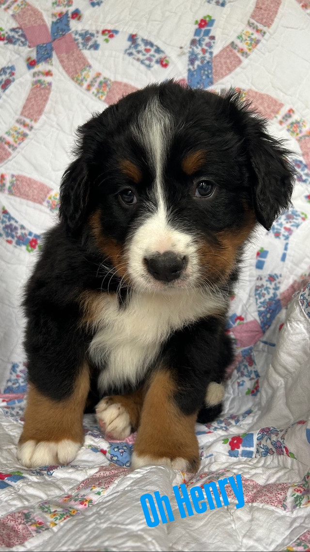 Bernese Mountain Dog Puppies in Dogs & Puppies for Rehoming in Edmonton - Image 2