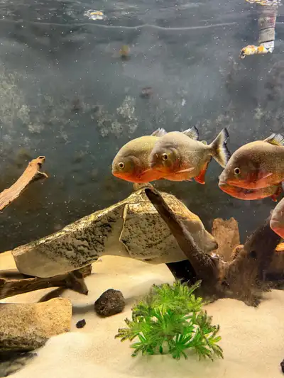 Red Belly Piranha, View more