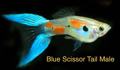 Blue Scissor Tail Guppy, View more