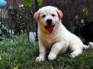 Mixed breed puppy for sale!! in Dogs & Puppies for Rehoming in St. Catharines - Image 3