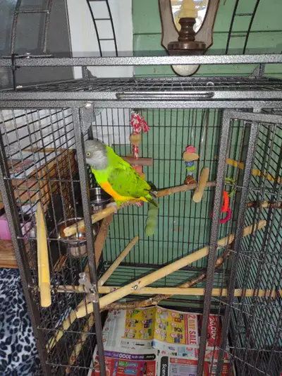 This is a lovely Senegal parrot he's friendly but not trained 12 years old so still young. I have to...