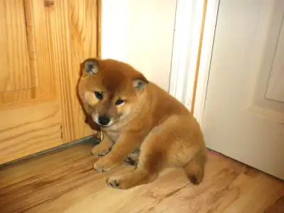 RÉSERVÉ.   chiot shiba inu, View more