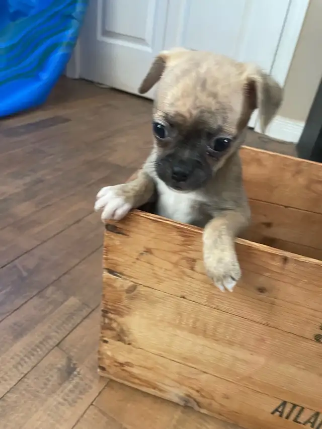 Chug puppies only 2 left in Dogs & Puppies for Rehoming in Moncton - Image 8