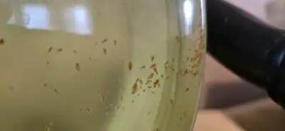 Live Daphnia Starter & Green Water, View more