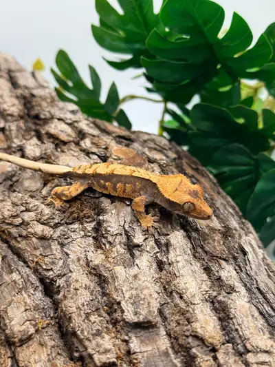 Bébé gecko à crête , View more