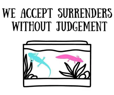 accepting axolotl surrenders, View more