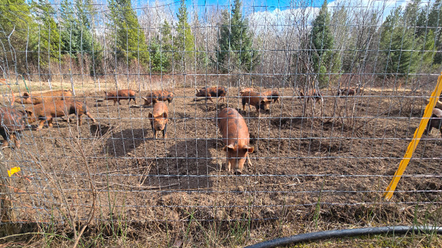 Feeder pigs for sale in Livestock in Terrace - Image 4