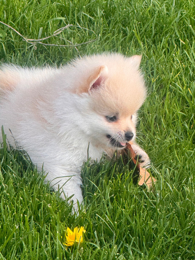  Purebred mini Pomeranians  in Dogs & Puppies for Rehoming in Mississauga / Peel Region - Image 4