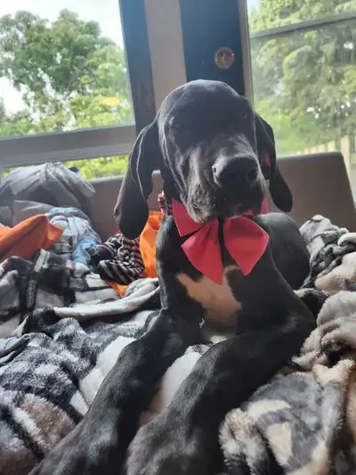 Black Beauty CKC Registered Female Dane, View more