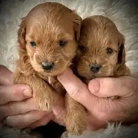 Puppies!  Shih Poo's!