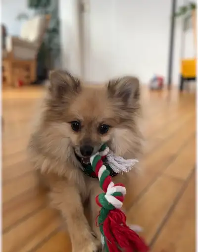 Petit pomeranien mâle stérilisé et vacciné pour adoption, View more