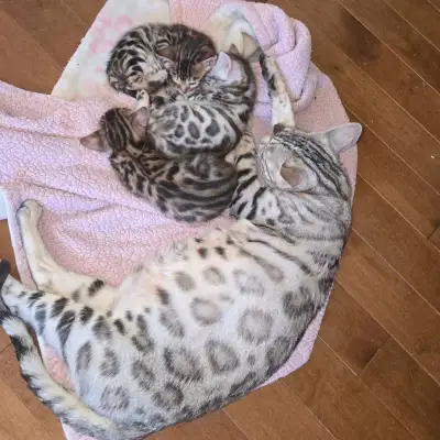 silver bengal kitten male, View more