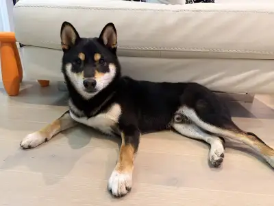 Purebred Shiba Inu – 11 Months Old – Looking for Loving Home, View more