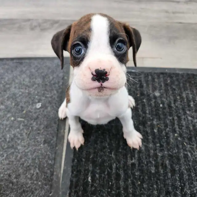 -SOLD- Flashy Brindle Female Boxer Puppy – Ready Now – Last Girl in Dogs & Puppies for Rehoming in Norfolk County - Image 4