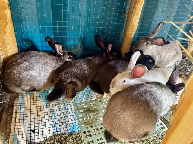 New Zealand x Rabbits for Sale. Breeding Trios available. Vernon in Livestock in Vernon - Image 4