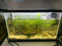  Re Homeing Any unwanted guppies/tetras