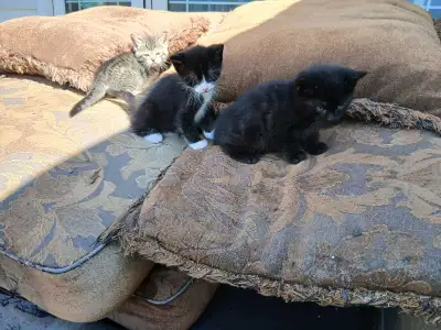 Kittens  , View more
