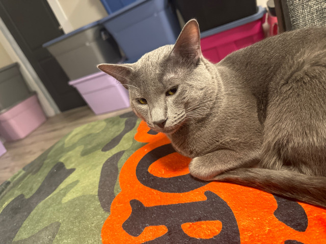  Russian blue Siamese mix in Cats & Kittens for Rehoming in Bedford