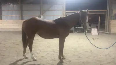 Horse for sale, View more